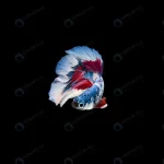 - beautiful colorful siamese betta fish crce38a7736 size4.92mb 8000x5324 1 - Home
