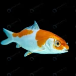 - beautiful fish swimming black background crcda4b7e32 size2.63mb 4575x3050 1 - Home