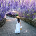 beautiful girl walking purple flower tunnel chian crcdc3c5360 size18.57mb 7952x4473 - title:Home - اورچین فایل - format: - sku: - keywords:وکتور,موکاپ,افکت متنی,پروژه افترافکت p_id:63922