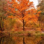 beautiful lake forest with autumn trees rnd626 frp29621207 - title:Home - اورچین فایل - format: - sku: - keywords:وکتور,موکاپ,افکت متنی,پروژه افترافکت p_id:63922