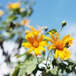 beautiful mexican sunflower weed blue sky mountai crc09c9a0cd size4.75mb 4272x2848 - title:Home - اورچین فایل - format: - sku: - keywords:وکتور,موکاپ,افکت متنی,پروژه افترافکت p_id:63922