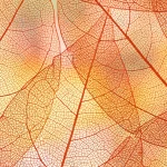 beautiful orange transparent autumn leaves rnd497 frp5285359 - title:Home - اورچین فایل - format: - sku: - keywords:وکتور,موکاپ,افکت متنی,پروژه افترافکت p_id:63922