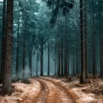 - beautiful scenery pathway forest with trees cover crc640aeed9 size37.23mb 6525x4350 - Home
