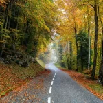 - beautiful scenery road forest with lot colorful a crcfae20dcd size18.79mb 5212x3468 1 - Home