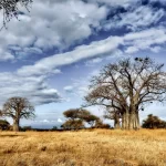 beautiful shot tree savanna plains with blue sky crcf0f30585 size12.14mb 5474x3654 - title:Home - اورچین فایل - format: - sku: - keywords:وکتور,موکاپ,افکت متنی,پروژه افترافکت p_id:63922