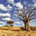 beautiful shot tree savanna plains with blue sky crc2e96c30f size10.86mb 5060x3378 - title:Home - اورچین فایل - format: - sku: - keywords:وکتور,موکاپ,افکت متنی,پروژه افترافکت p_id:63922