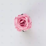 - beautiful single isolated pink rose white crc266a88fb size9.59mb 3715x3715 - Home