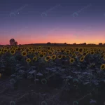 beautiful sunflower field colorful sky sunset sun crca8c13ef3 size15.40mb 6000x4000 - title:Home - اورچین فایل - format: - sku: - keywords:وکتور,موکاپ,افکت متنی,پروژه افترافکت p_id:63922