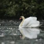 beautiful swan lake amazing bird nature habitat crcaa93715c size5.35mb 4000x2667 1 - title:Home - اورچین فایل - format: - sku: - keywords:وکتور,موکاپ,افکت متنی,پروژه افترافکت p_id:63922