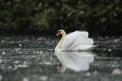 beautiful swan lake amazing bird nature habitat crcaa93715c size5.35mb 4000x2667 1 - title:graphic home - اورچین فایل - format: - sku: - keywords: p_id:353984