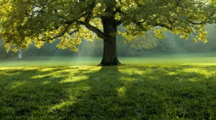 beautiful tree middle field covered with grass wi crc4f9bd3bc size31.28mb 8923x4960 1 - title:graphic home - اورچین فایل - format: - sku: - keywords: p_id:353984