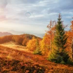 birch forest sunny afternoon while autumn season crc90b060ef size15.83mb 5600x2598 - title:Home - اورچین فایل - format: - sku: - keywords:وکتور,موکاپ,افکت متنی,پروژه افترافکت p_id:63922