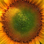 blooming sunflower agricultural field crcc029c3be size19.10mb 8963x3705 1 - title:Home - اورچین فایل - format: - sku: - keywords:وکتور,موکاپ,افکت متنی,پروژه افترافکت p_id:63922