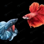 blue red siamese fighting fish black crce9c97b49 size10.78mb 7806x5389 1 - title:Home - اورچین فایل - format: - sku: - keywords:وکتور,موکاپ,افکت متنی,پروژه افترافکت p_id:63922