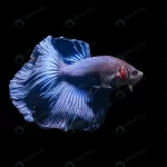 blue siamese fighting fish betta splendens isolat crcbd164b84 size4.92mb 6800x4493 1 - title:Home - اورچین فایل - format: - sku: - keywords:وکتور,موکاپ,افکت متنی,پروژه افترافکت p_id:63922