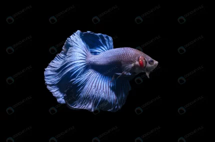 blue siamese fighting fish betta splendens isolat crcbd164b84 size4.92mb 6800x4493 1 - title:graphic home - اورچین فایل - format: - sku: - keywords: p_id:353984