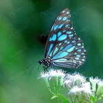 blue spotted milkweed butterfly crc82c15e8e size12.14mb 5184x3456 1 - title:Home - اورچین فایل - format: - sku: - keywords:وکتور,موکاپ,افکت متنی,پروژه افترافکت p_id:63922
