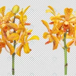 bouquet set yellow orange orchid flowers isolated crcc2d36bfc size45.13mb - title:Home - اورچین فایل - format: - sku: - keywords:وکتور,موکاپ,افکت متنی,پروژه افترافکت p_id:63922