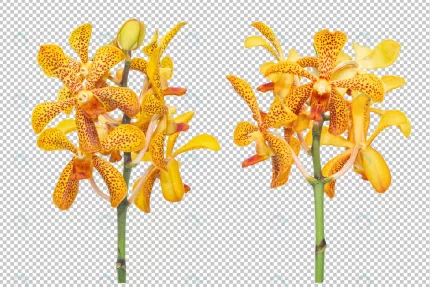 bouquet set yellow orange orchid flowers isolated crcc2d36bfc size45.13mb - title:graphic home - اورچین فایل - format: - sku: - keywords: p_id:353984