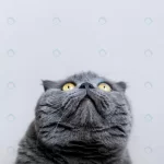 british shorthair kitty with monochrome wall her crc5a7805af size1.18mb 3833x5367 1 - title:Home - اورچین فایل - format: - sku: - keywords:وکتور,موکاپ,افکت متنی,پروژه افترافکت p_id:63922