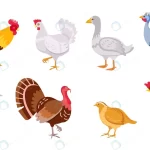 cartoon farm birds chicken hen rooster duck goose crccc4638bf size1.24mb - title:Home - اورچین فایل - format: - sku: - keywords:وکتور,موکاپ,افکت متنی,پروژه افترافکت p_id:63922