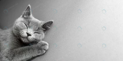 cat lying grey background crc82cd156a size10.55mb 8000x4000 1 - title:graphic home - اورچین فایل - format: - sku: - keywords: p_id:353984