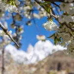- cherry blossom lady finger hunza peak with snow c crc005092cc size8.13mb 5760x3840 - Home