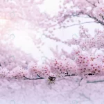 cherry blossoms blooming spring spring background crc2638b79b size7.91mb 4928x3280 - title:Home - اورچین فایل - format: - sku: - keywords:وکتور,موکاپ,افکت متنی,پروژه افترافکت p_id:63922