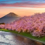 cherry blossoms fuji mountain spring sunrise shiz crc065bfc26 size14.26mb 6000x4000 - title:Home - اورچین فایل - format: - sku: - keywords:وکتور,موکاپ,افکت متنی,پروژه افترافکت p_id:63922