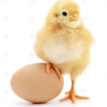 chicken egg crca41a4261 size1.38mb 2315x2790 1 - title:Home - اورچین فایل - format: - sku: - keywords:وکتور,موکاپ,افکت متنی,پروژه افترافکت p_id:63922