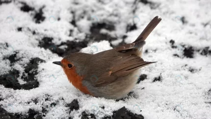 chubby robin redbreast bird with its belly snow crc8e9cb821 size11.85mb 4395x2488 - title:graphic home - اورچین فایل - format: - sku: - keywords: p_id:353984