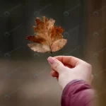 close up hand with autumn leaf crcd11042a6 size1.71mb 3545x4963 - title:Home - اورچین فایل - format: - sku: - keywords:وکتور,موکاپ,افکت متنی,پروژه افترافکت p_id:63922