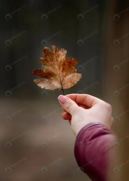 close up hand with autumn leaf crcd11042a6 size1.71mb 3545x4963 - title:graphic home - اورچین فایل - format: - sku: - keywords: p_id:353984