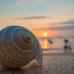 close up sea shells tropical beach conch shells b crc5d3f4418 size11.90mb 6000x4000 - title:Home - اورچین فایل - format: - sku: - keywords:وکتور,موکاپ,افکت متنی,پروژه افترافکت p_id:63922