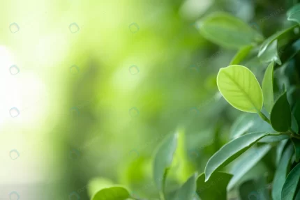 closeup beautiful view nature green leaves blurred rnd713 frp7314498 - title:graphic home - اورچین فایل - format: - sku: - keywords: p_id:353984