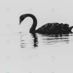 closeup black swan lake tekapo new zealand crca8edced1 size4.4mb 4421x2865 - title:Home - اورچین فایل - format: - sku: - keywords:وکتور,موکاپ,افکت متنی,پروژه افترافکت p_id:63922