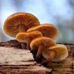 - closeup group wild enoki mushroom growing rotten crc16012cee size6.45mb 4240x2774 - Home