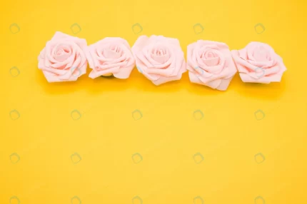 closeup shot row pink roses isolated yellow backg crc9e1df979 size7.92mb 4288x2848 - title:graphic home - اورچین فایل - format: - sku: - keywords: p_id:353984