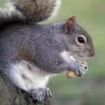 closeup shot squirrel eating nut crcd0ed8059 size26.97mb 5472x3648 - title:Home - اورچین فایل - format: - sku: - keywords:وکتور,موکاپ,افکت متنی,پروژه افترافکت p_id:63922