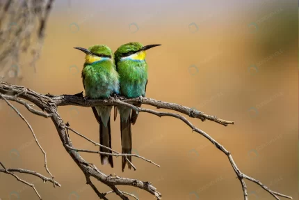 closeup shot two bee eaters perched tree branch crcc6a3de61 size6.22mb 3915x2611 - title:graphic home - اورچین فایل - format: - sku: - keywords: p_id:353984