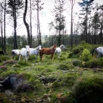 closeup shot white brown horses forest with scarc crcd083cd23 size7.74mb 3888x2592 1 - title:Home - اورچین فایل - format: - sku: - keywords:وکتور,موکاپ,افکت متنی,پروژه افترافکت p_id:63922