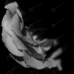 closeup white rose dark crc9a59bc9c size2.90mb 6000x4000 - title:Home - اورچین فایل - format: - sku: - keywords:وکتور,موکاپ,افکت متنی,پروژه افترافکت p_id:63922