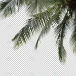 coconut palm tree foreground isolated crcff60e12e size56.65mb - title:Home - اورچین فایل - format: - sku: - keywords:وکتور,موکاپ,افکت متنی,پروژه افترافکت p_id:63922