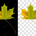 colorful autumn leaf isolated black background rnd155 frp20071013 - title:Home - اورچین فایل - format: - sku: - keywords:وکتور,موکاپ,افکت متنی,پروژه افترافکت p_id:63922