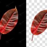 - colorful autumn leaf isolated black background rnd530 frp20071047 - Home