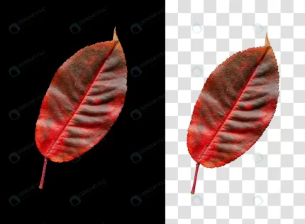 colorful autumn leaf isolated black background rnd530 frp20071047 - title:graphic home - اورچین فایل - format: - sku: - keywords: p_id:353984
