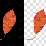 colorful autumn leaf isolated black background rnd840 frp20071056 - title:Home - اورچین فایل - format: - sku: - keywords:وکتور,موکاپ,افکت متنی,پروژه افترافکت p_id:63922