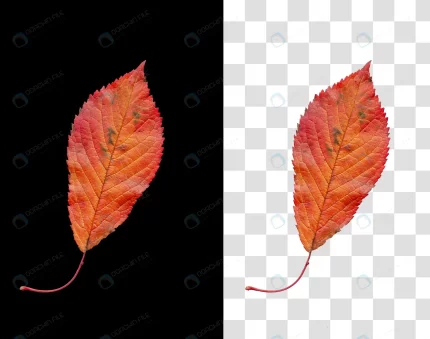 colorful autumn leaf isolated black background rnd840 frp20071056 - title:graphic home - اورچین فایل - format: - sku: - keywords: p_id:353984