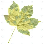 colorful autumn maple leaf isolated rnd484 frp28869395 - title:Home - اورچین فایل - format: - sku: - keywords:وکتور,موکاپ,افکت متنی,پروژه افترافکت p_id:63922