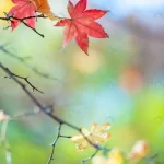 colorful autumn maple leaves natural light backgro rnd341 frp4679228 - title:Home - اورچین فایل - format: - sku: - keywords:وکتور,موکاپ,افکت متنی,پروژه افترافکت p_id:63922